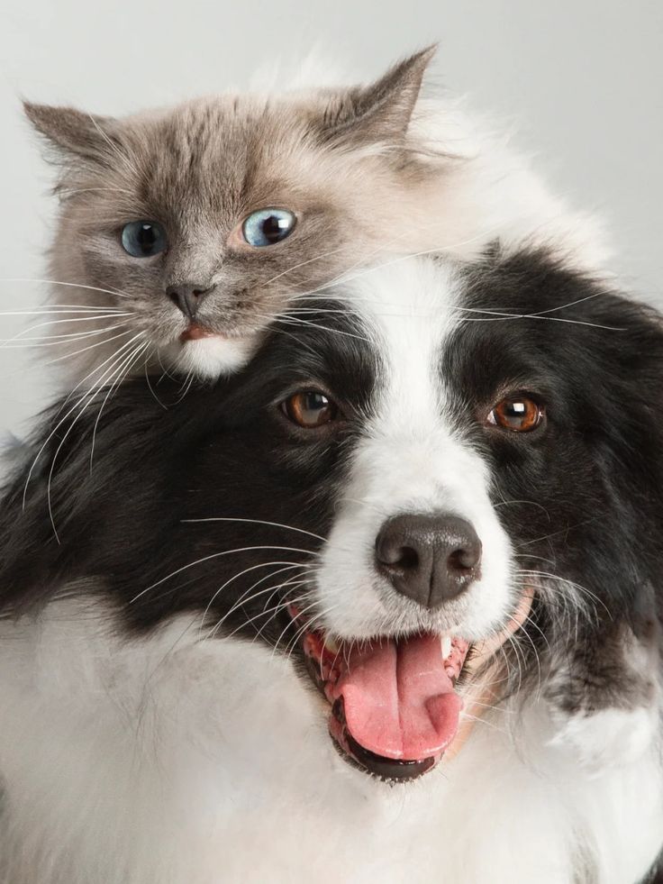 Pets felizes esperando o pedido