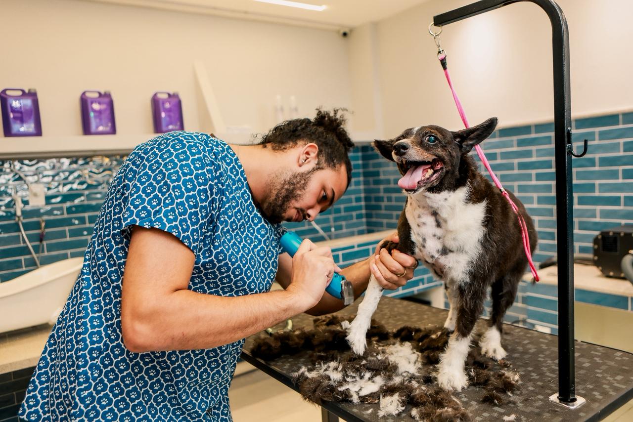 Profissional fazendo a tosa
